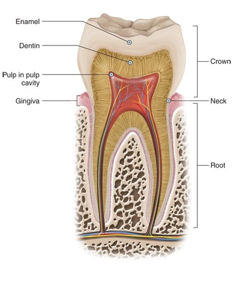 tooth-sensitivity